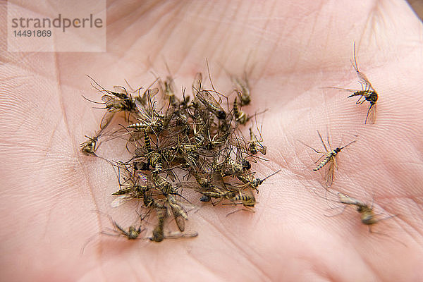 Nahaufnahme einer Handvoll Stechmücken in der Hand eines Mannes  Alaska
