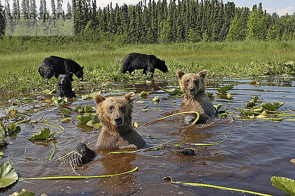 Grizzly und Schwarzbären kühlen sich gemeinsam im Seerosenteich ab Southcentral Alaska MatSu Valley Summer