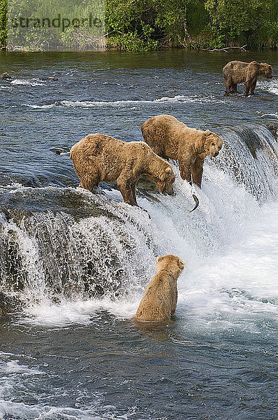 Vier Braunbären beim Lachsfang an den Brooks Falls  Katmai National Park  Südwest-Alaska. Digital nachbearbeitet.