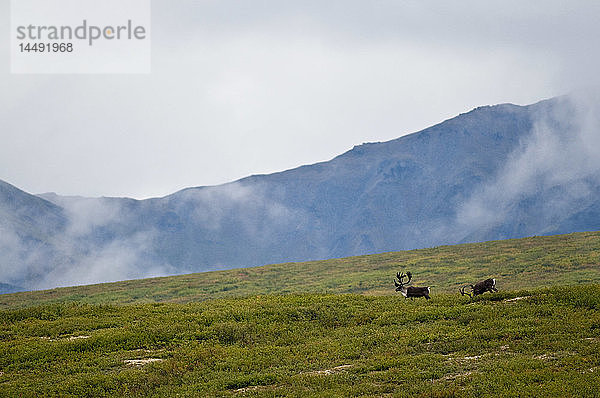 Ein Karibu-Bullenpaar wandert durch die offene Landschaft in der Nähe des Savage River im Denali National Park and Preserve  Inner-Alaska  Sommer