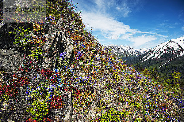 Wildblumen blühen an den Hängen der Chugach Mountains in Süd-Zentral-Alaska.