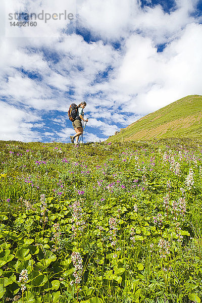 Frau wandert auf Tundra mit Blick auf blauen Himmel und weiße Wolken Denali National Park Interior Alaska Sommer
