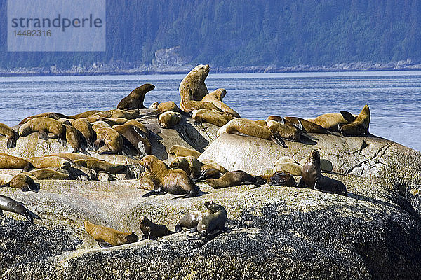 Stellersche Seelöwen beim Ausruhen South Marble Island Glacier Bay National Park Südost-Alaska Sommer