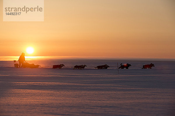Paul Gebhart auf der Beringsee bei Sonnenaufgang nach dem Verlassen des Elim-Kontrollpunkts  2013 Iditarod  Arctic Alaska