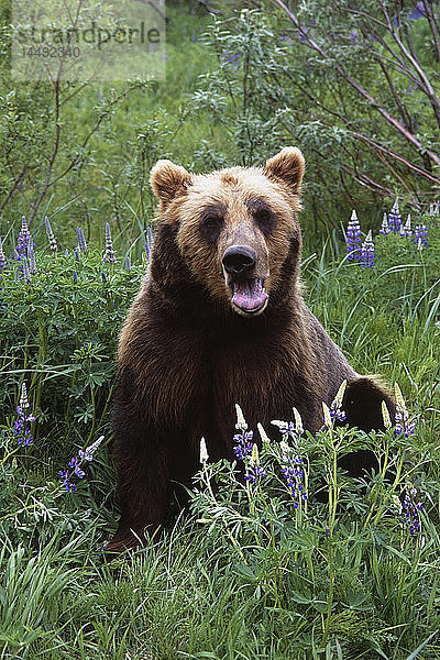 KAPITEL: Braunbär steht zwischen Lupinen-Wildblumen im Alaska Wildlife Conservation Center im Sommer in Süd-Zentral-Alaska KAPITEL