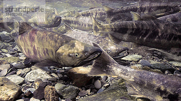 Chum oder Dog Salmon kehren zum Laichen in einen flachen Bach in Alaska´s Tongass Forest  Alaska
