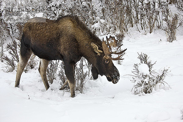 Junger Elchbulle beim Grasen im schneebedeckten Laub in der Nähe des Kincaid Park in Anchorage  Süd-Zentral-Alaska  Winter