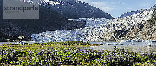 Blick auf den Mendenhall-Gletscher mit der Nootka-Lupine im Vordergrund  Tongass National Forest  Südost-Alaska  Sommer