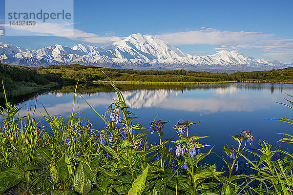 Blick auf den Mt. McKinley  der sich in einem Teich spiegelt  mit Bluebells im Vordergrund  Denali National Park  Alaska  Frühling