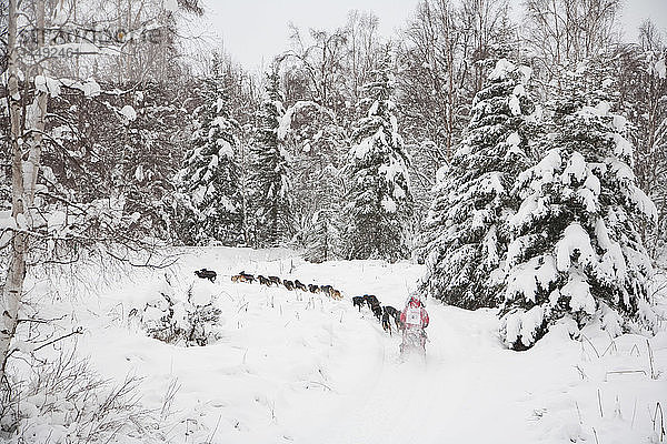 Hundeschlittenführer beim ExxonMobil Open Sled Dog Race auf dem Tozier Track in Anchorage  Süd-Zentral-Alaska