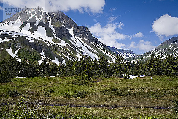 Frau beim Wandern auf einer Wildblumenwiese mit dem Berg Resurrection im Hintergrund entlang des Lost Lake Trail in der Nähe von Seward  Alaska  im Sommer