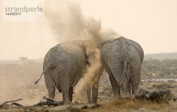 Afrikanische Buschelefanten (Loxodonta africana) beim Sandblasen