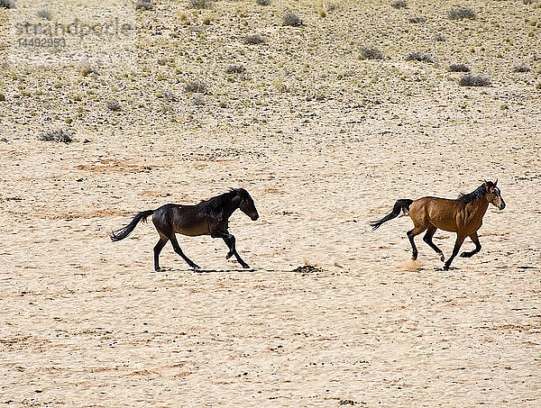 Zwei Pferde in der Wüste