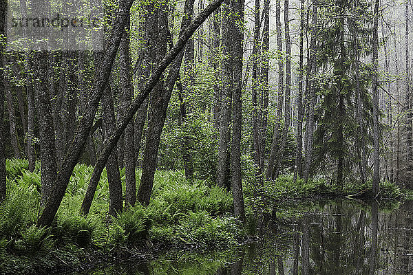 Ein kleiner See in einem Wald