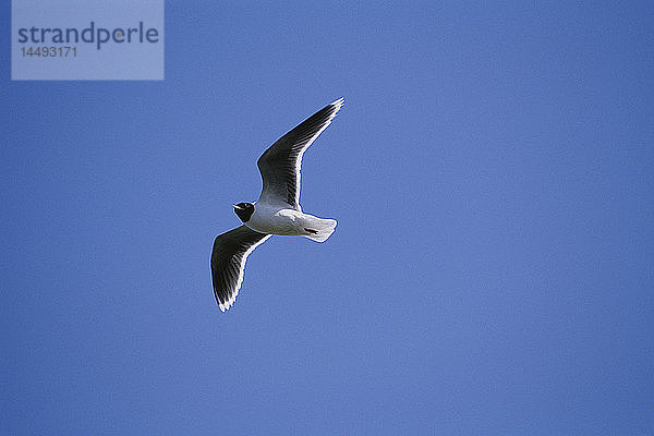 Möwe im Flug  tiefer Blickwinkel