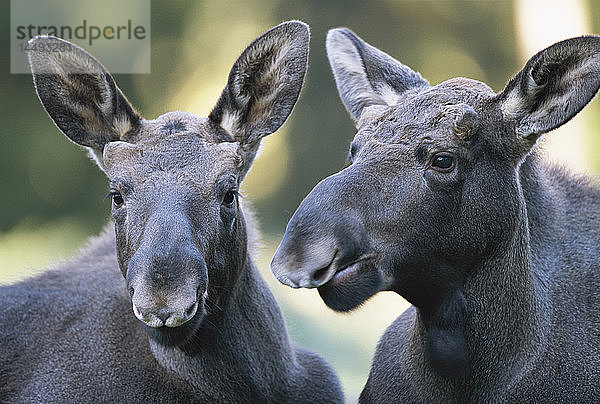 Zwei Elche in einem Zoo  Schweden.