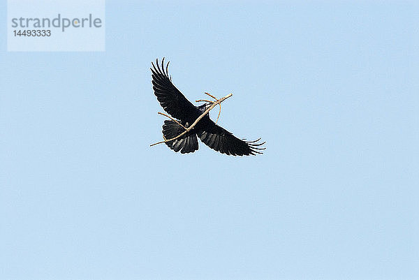 Turm fliegt durch die Luft