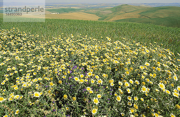 Blick auf ein Feld mit Blumen