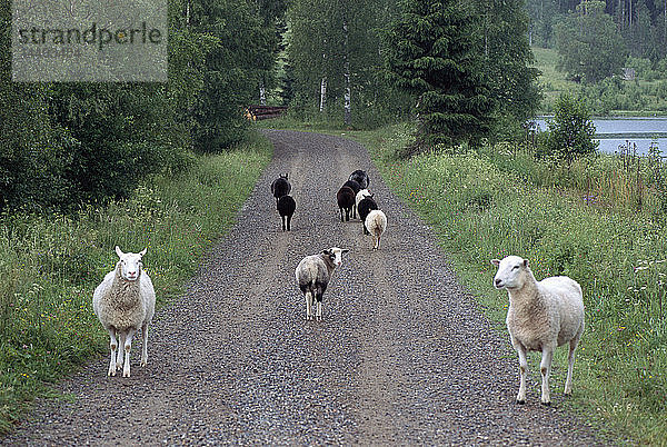 Schafe auf einer Landstraße  Schweden.