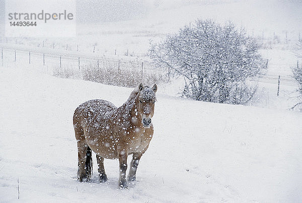 Pony im Schneefall stehend