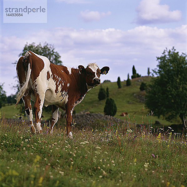 Kuh auf dem Feld