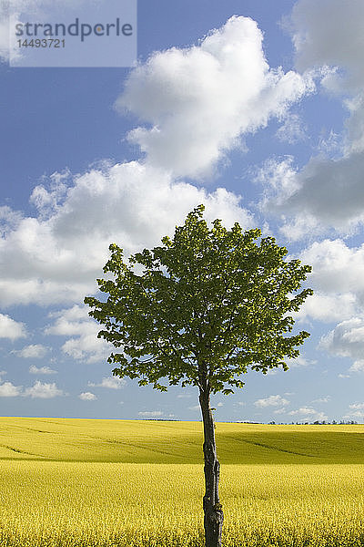 Neu gepflanzter Baum neben einem Feld  Schweden.