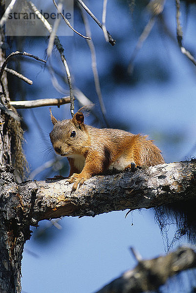Rotes Eichhörnchen auf Ast sitzend