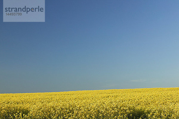 Ein Feld unter blauem Himmel  Schweden.