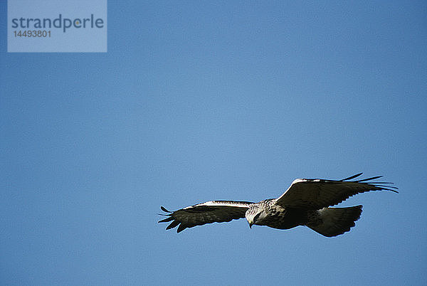 Raufußbussard fliegt gegen den Himmel