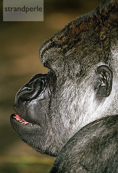 Westlicher Flachlandgorilla in einem Zoo  Schweden.