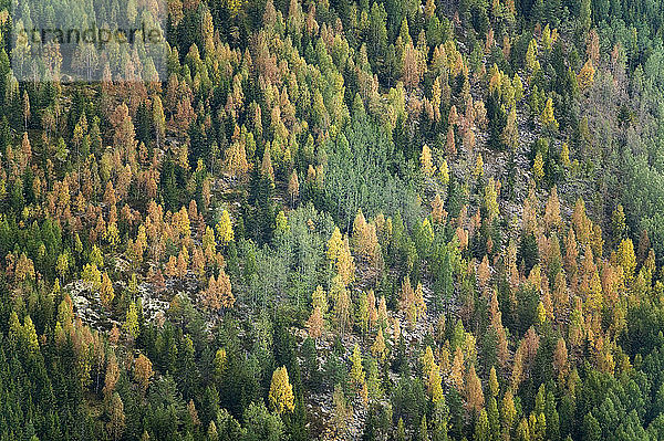Wald  Sunne  Varmland  Schweden.