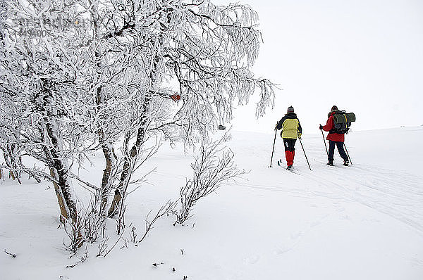 Langstrecken-Skifahren in verschneiter Landschaft  Schweden.