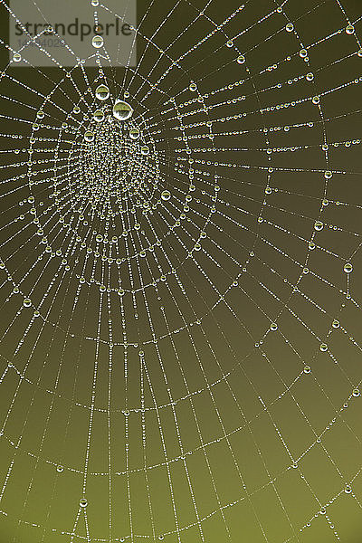 Tautropfen auf einem Spinnennetz  Nahaufnahme.
