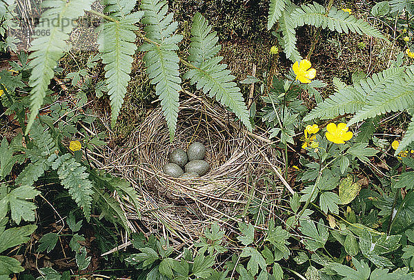 Eier im Nest  Ansicht von oben