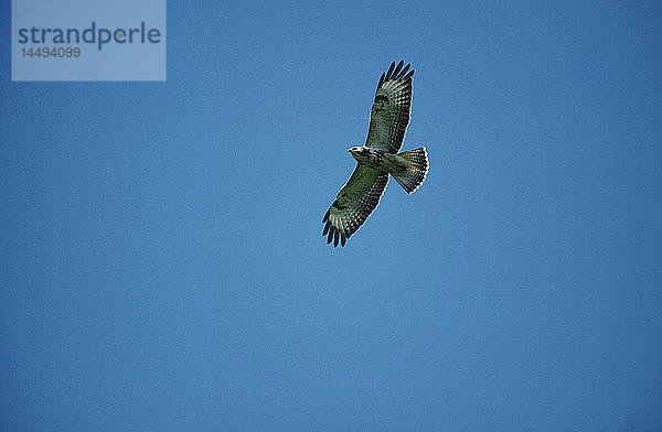 Mäusebussard fliegt in blauem Himmel