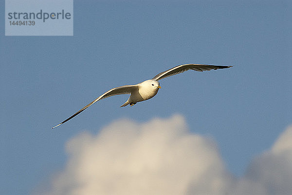 Sturmmöwe fliegt mitten in der Luft  niedriger Blickwinkel