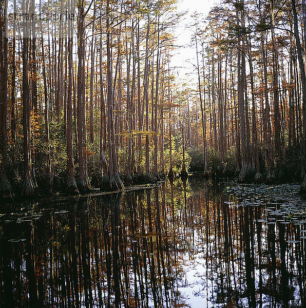 Spiegelung von Baumstämmen im Teich