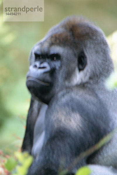 Ein Gorilla in einem Zoo  Kolmarden  Schweden.
