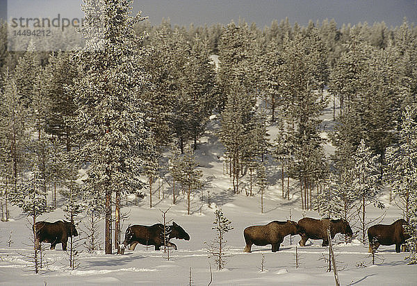 Tiere im schneebedeckten Wald