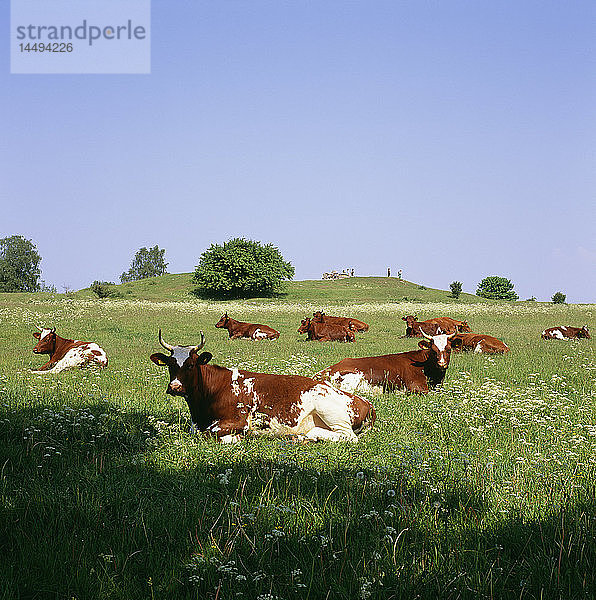 Blick auf Kühe im Feld