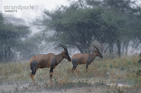 Topi steht in der Wildnis