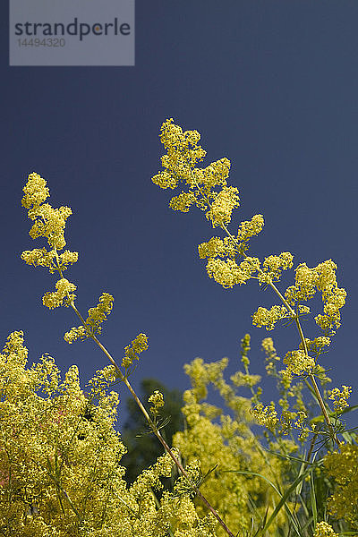 Gelbe Pflanze und blauer Himmel  Schweden.