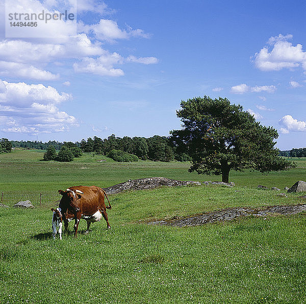 Kuh und Kalb auf der Weide