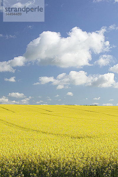 Weiße Wolken über gelbem Feld  Schweden.