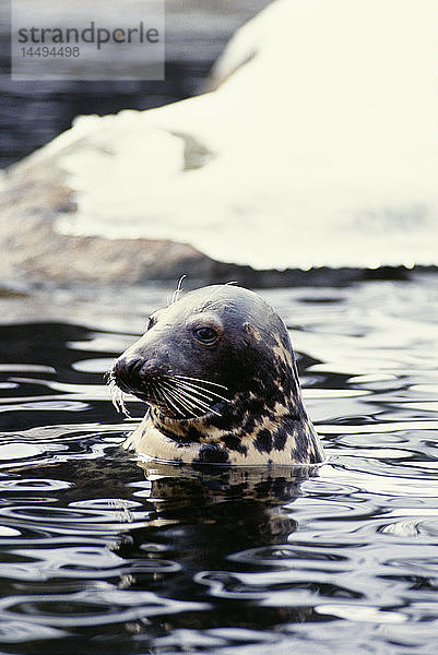 Robbe schwimmt im kalten Winter