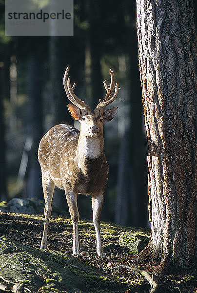 Ein Hirsch im Zoo  Kolmarden  Schweden.