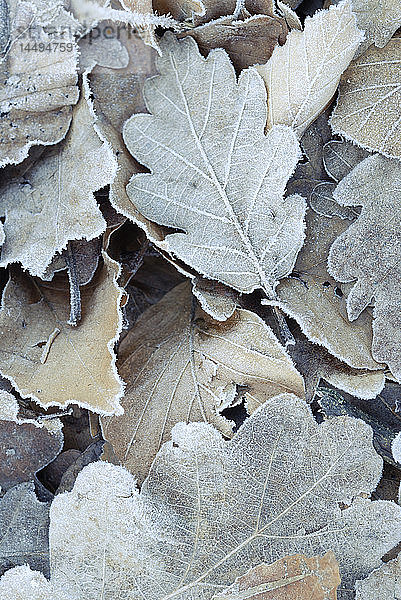Frostige Blätter  Nahaufnahme.