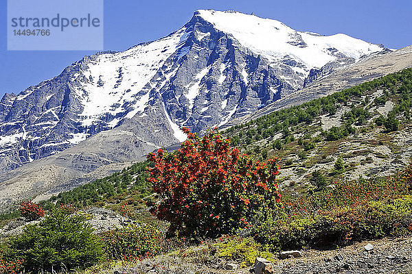 Patagonische Landschaft  Torres del Paine National Park  Chile