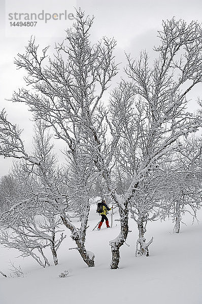 Langstrecken-Skifahren in verschneiter Landschaft  Schweden.