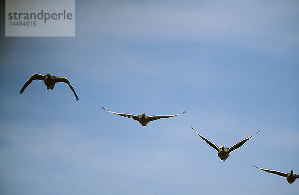 Vögel fliegen in Formation